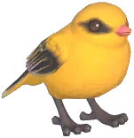유럽꾀꼬리