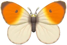 유럽갈고리나비