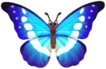 헬레나몰포나비