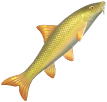바벨