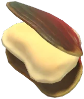큰진주조개