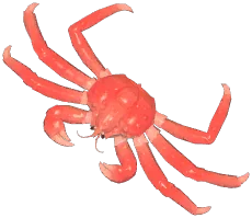 킹크랩