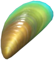 홍합