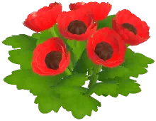 꽃양귀비