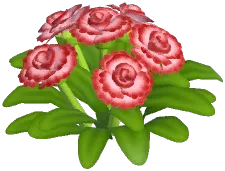 카네이션